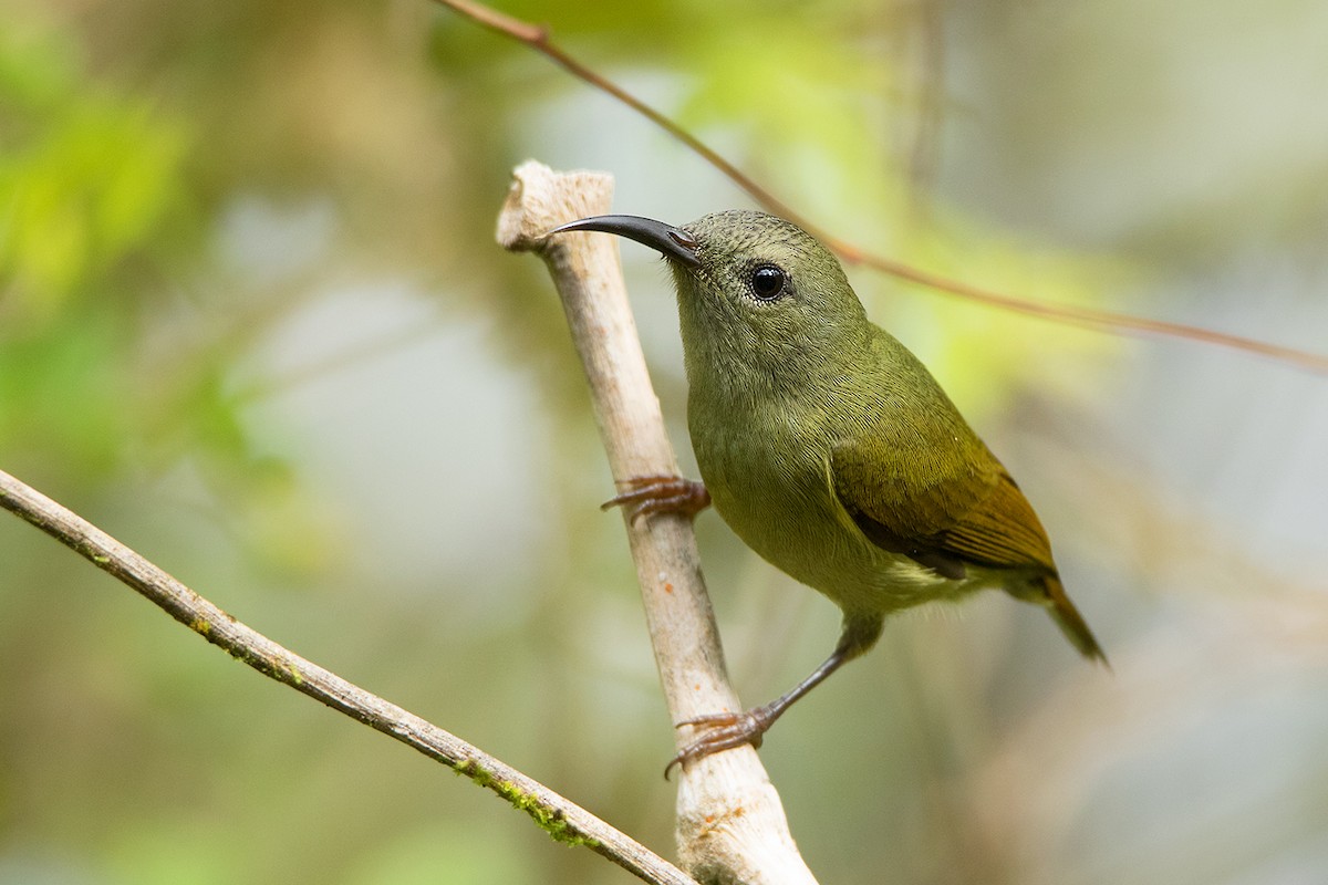 Black-throated Sunbird - ML127951121