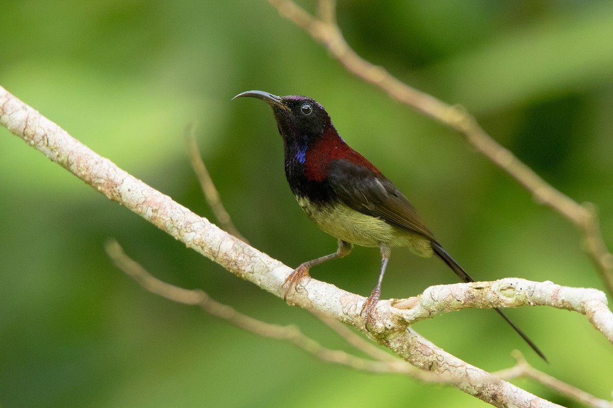 Black-throated Sunbird - ML127951131