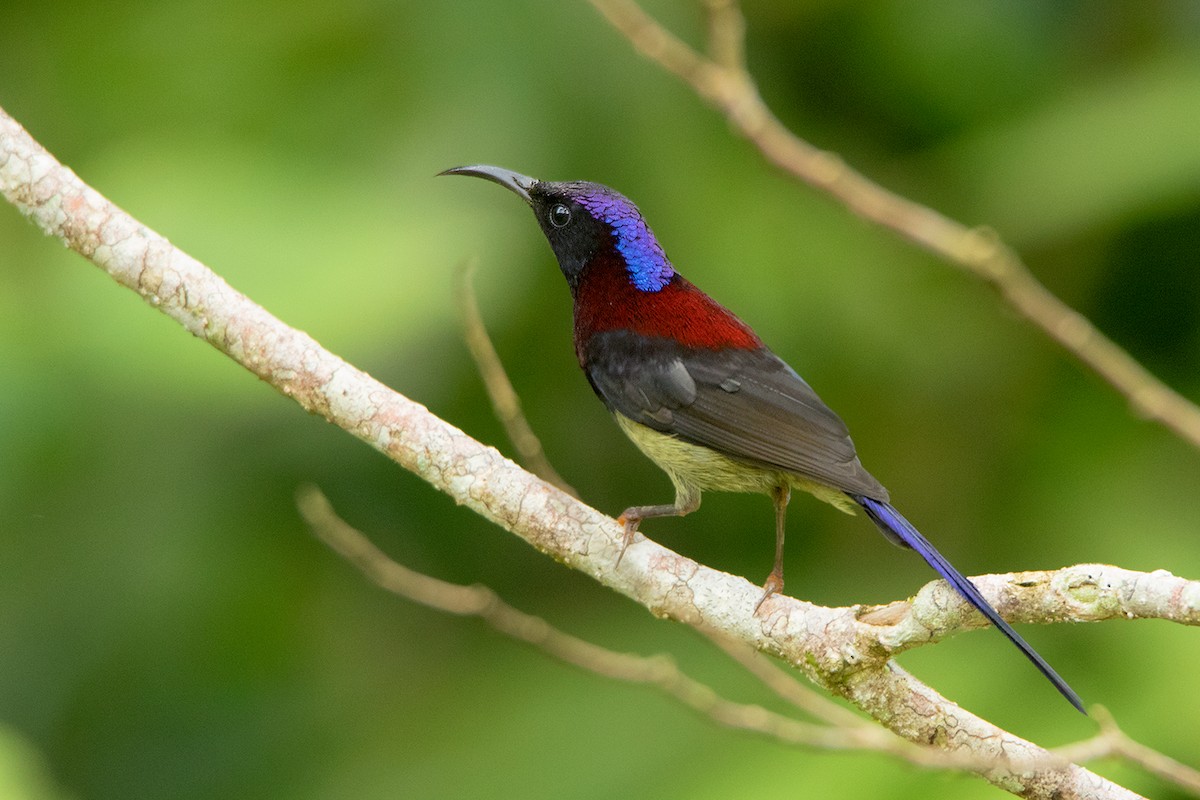 Black-throated Sunbird - ML127951141