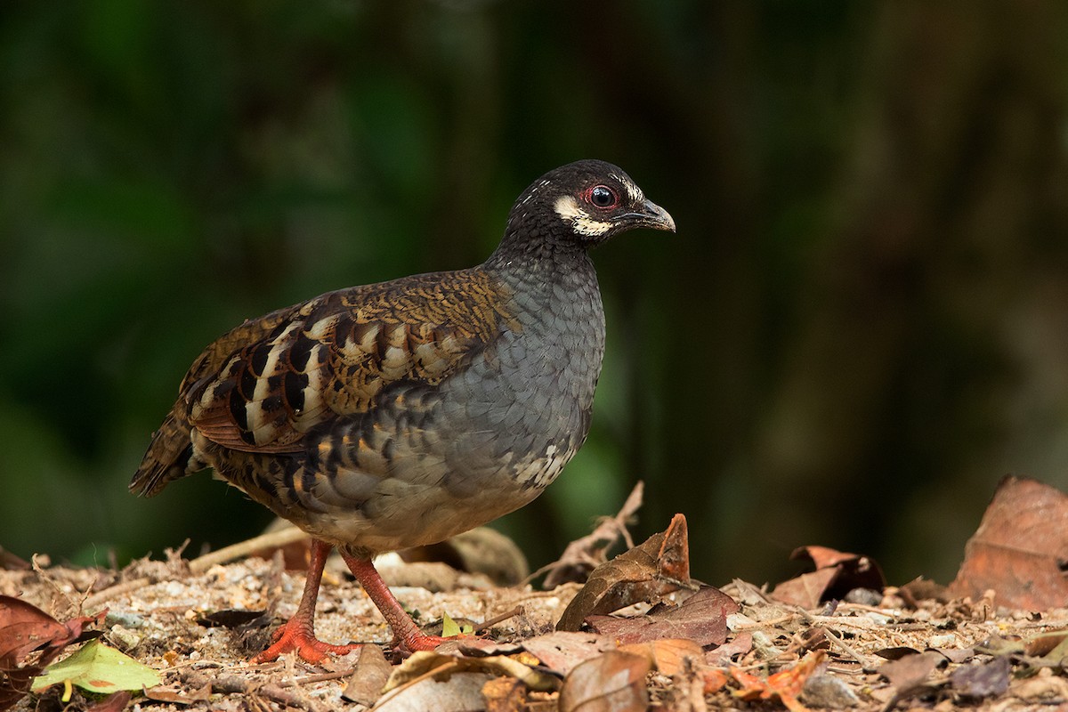 Malayan Partridge - Ayuwat Jearwattanakanok