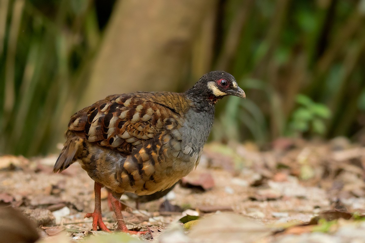 Malayan Partridge - ML127951261