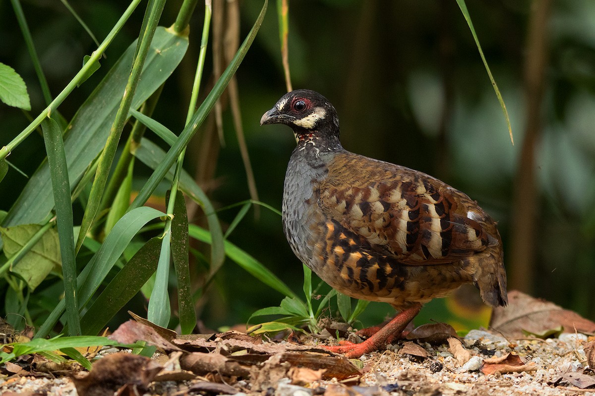 Malayan Partridge - ML127951271