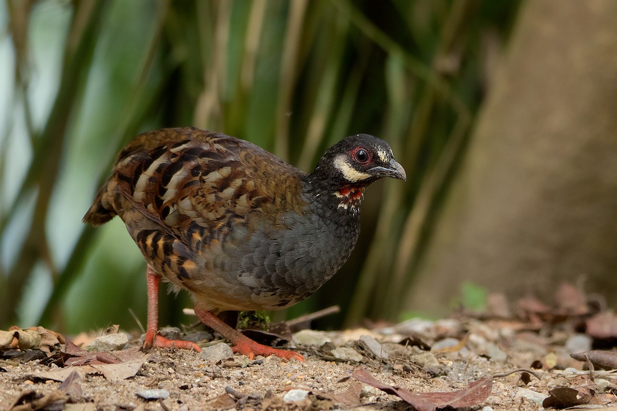 Malayan Partridge - ML127951281