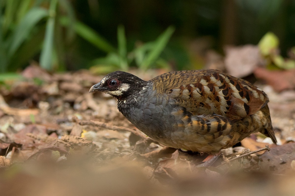 Malayan Partridge - ML127951301