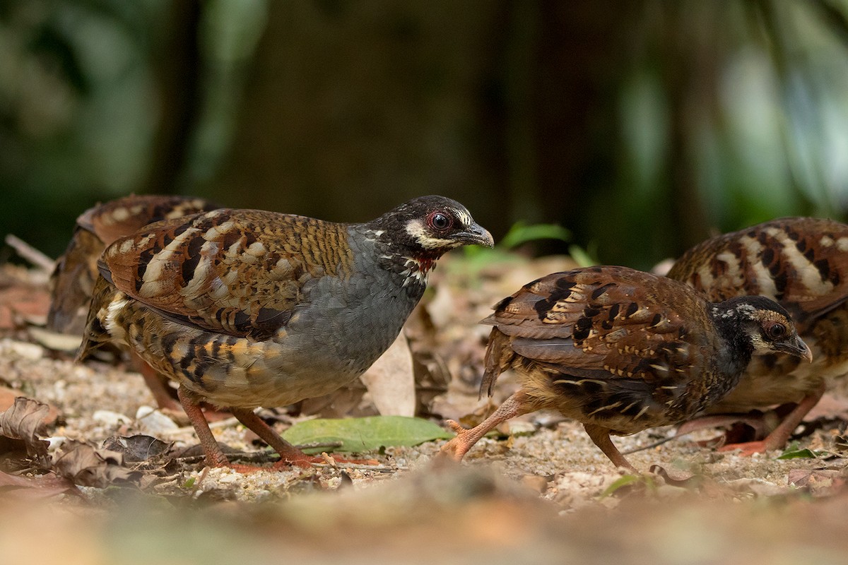 Malayan Partridge - ML127951311