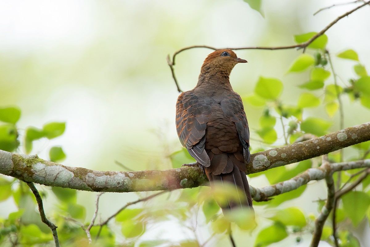 Little Cuckoo-Dove - Ayuwat Jearwattanakanok