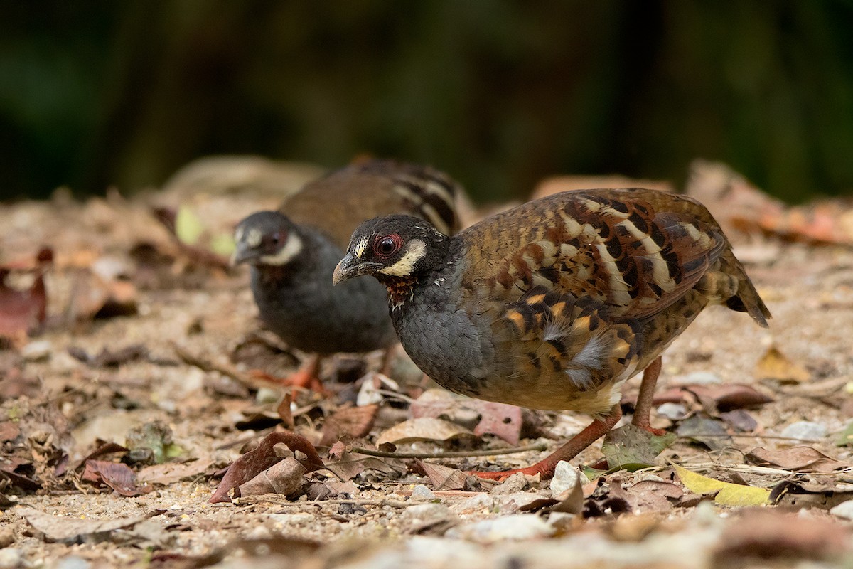 Malayan Partridge - ML127951341