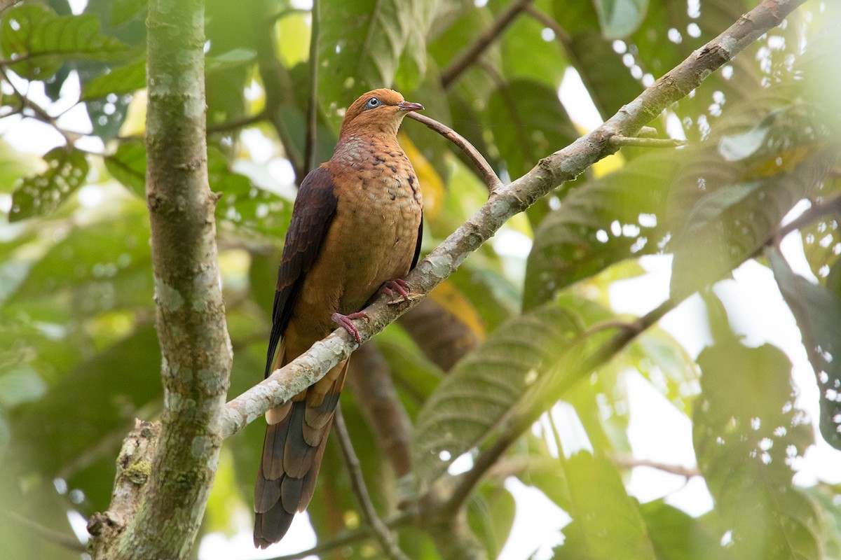 Little Cuckoo-Dove - Ayuwat Jearwattanakanok