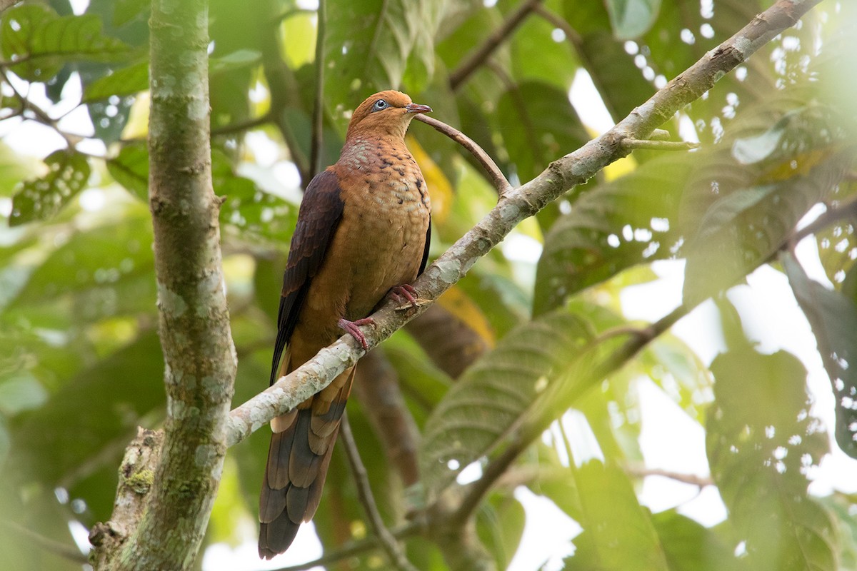 Little Cuckoo-Dove - ML127951351