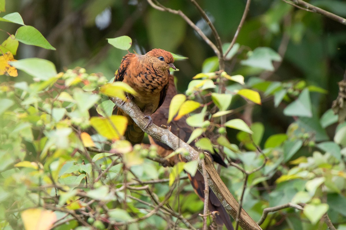 Little Cuckoo-Dove - Ayuwat Jearwattanakanok