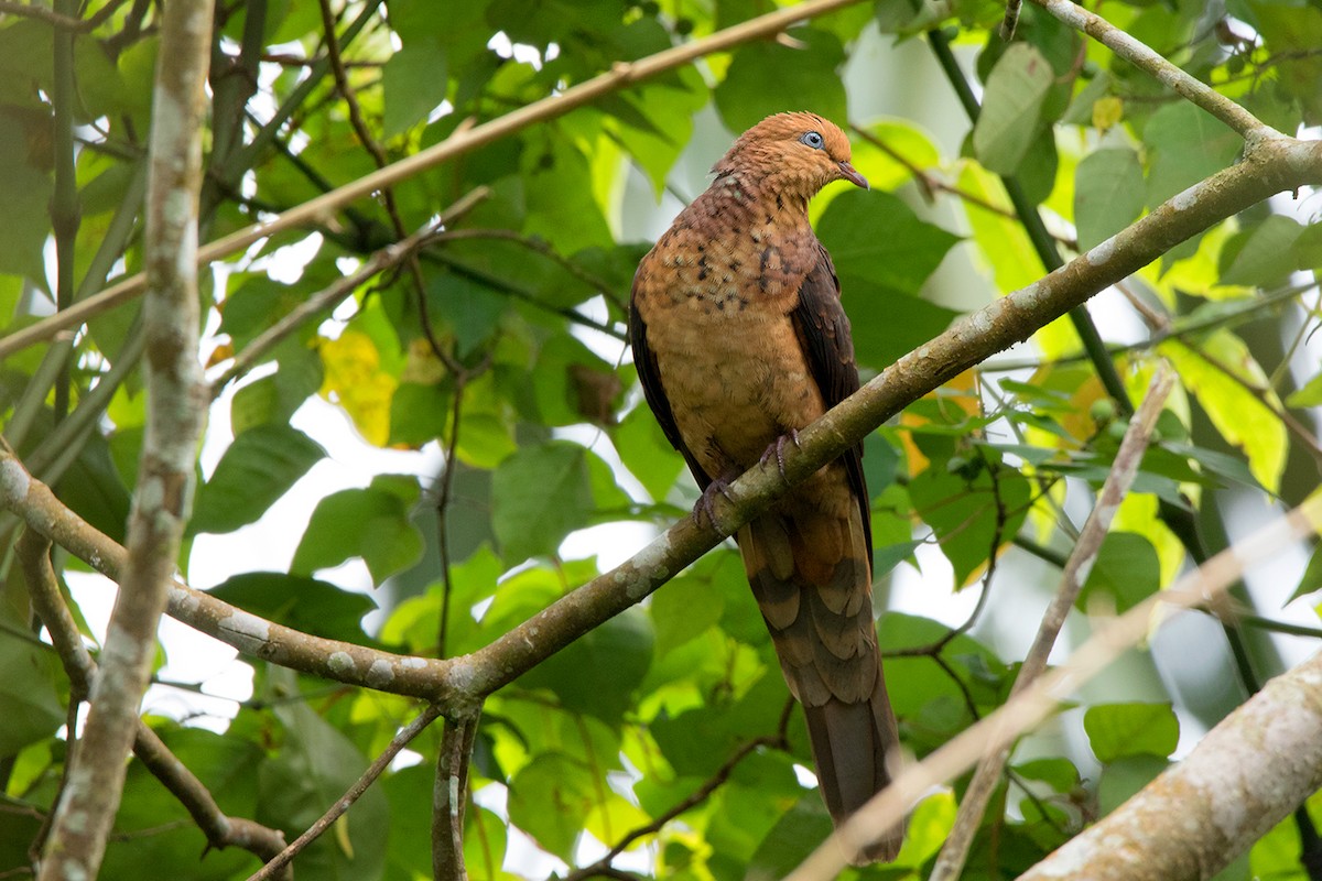 Little Cuckoo-Dove - ML127951391