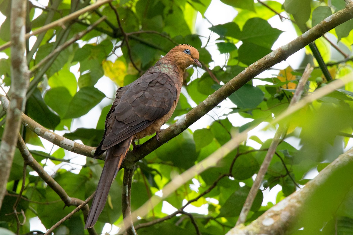 Little Cuckoo-Dove - ML127951401