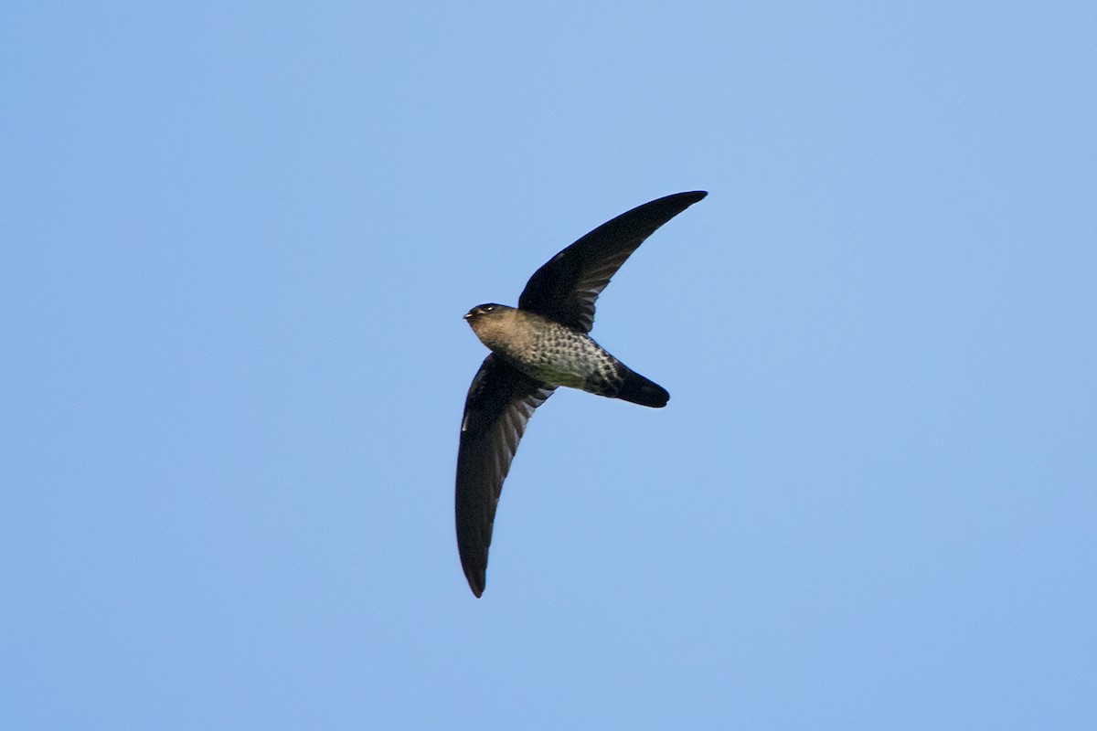 Plume-toed Swiftlet - Ayuwat Jearwattanakanok