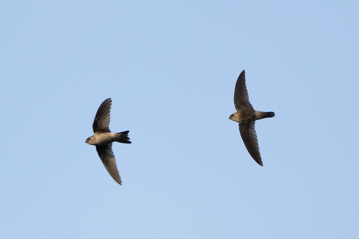 Germain's Swiftlet - ML127951461