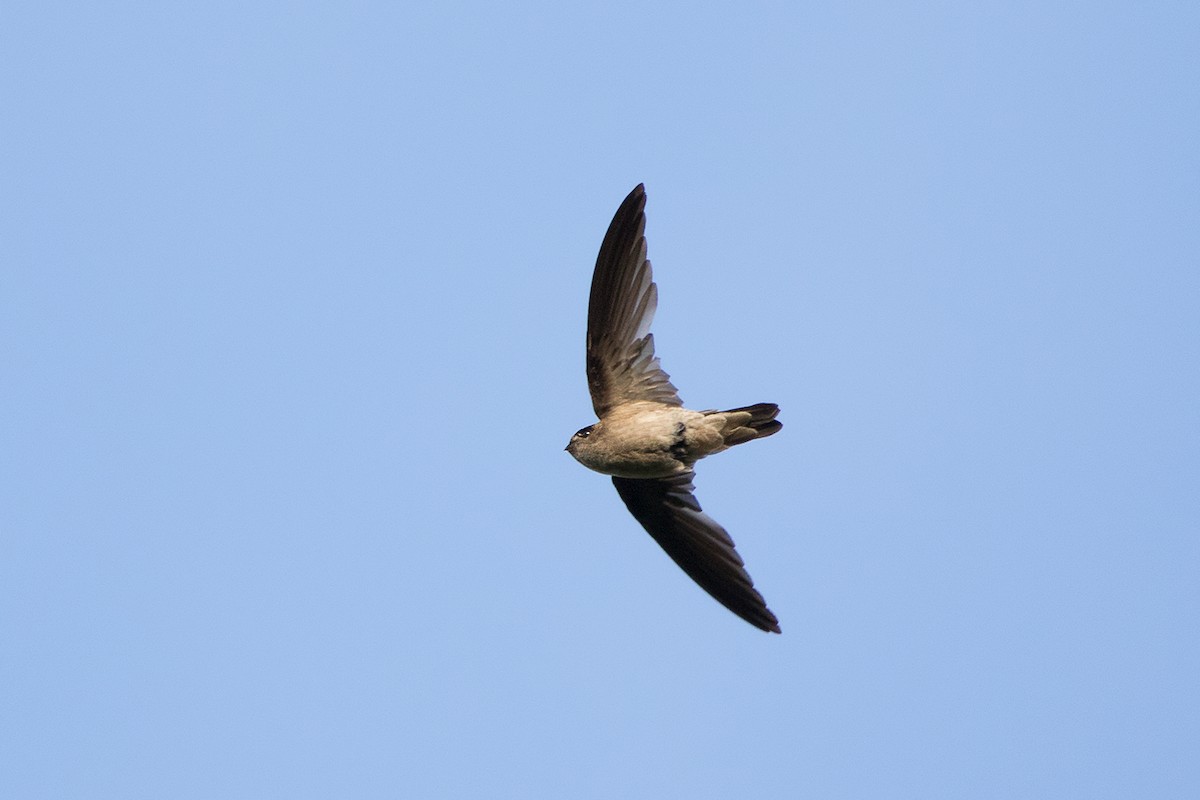 Germain's Swiftlet - Ayuwat Jearwattanakanok