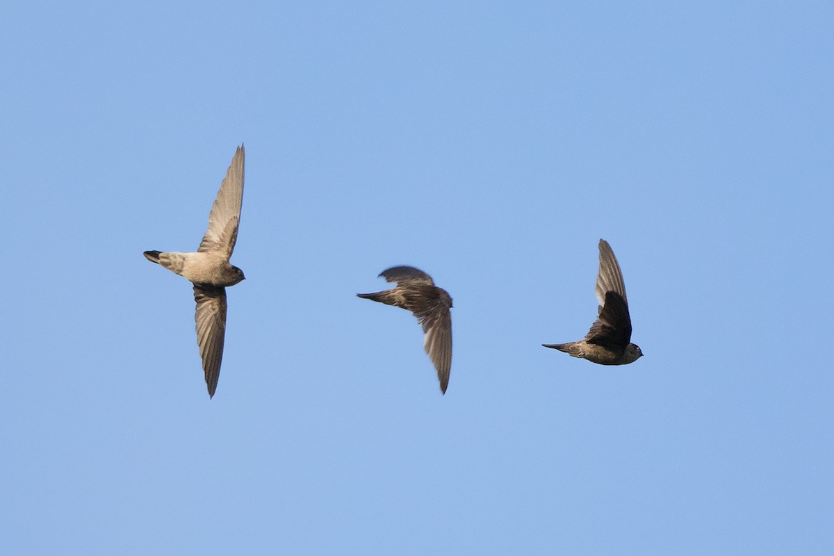 Germain's Swiftlet - ML127951491