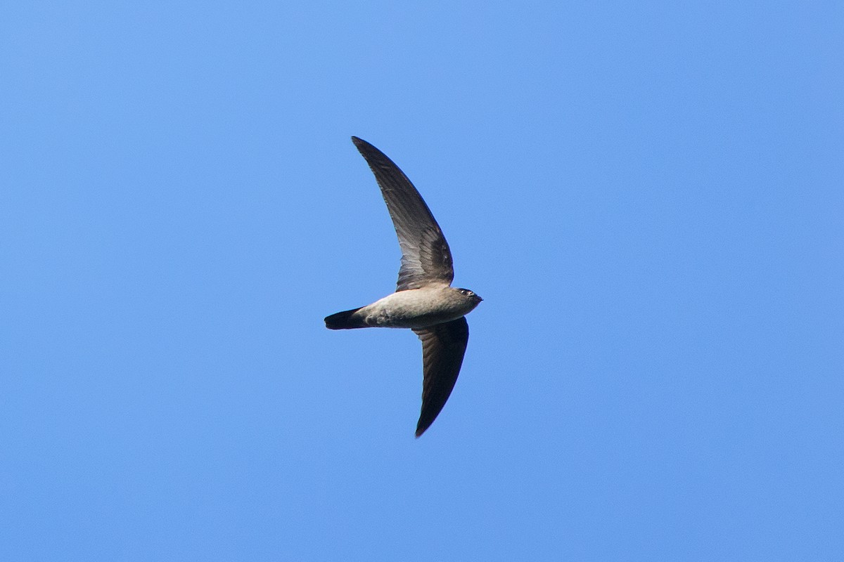 Germain's Swiftlet - ML127951511