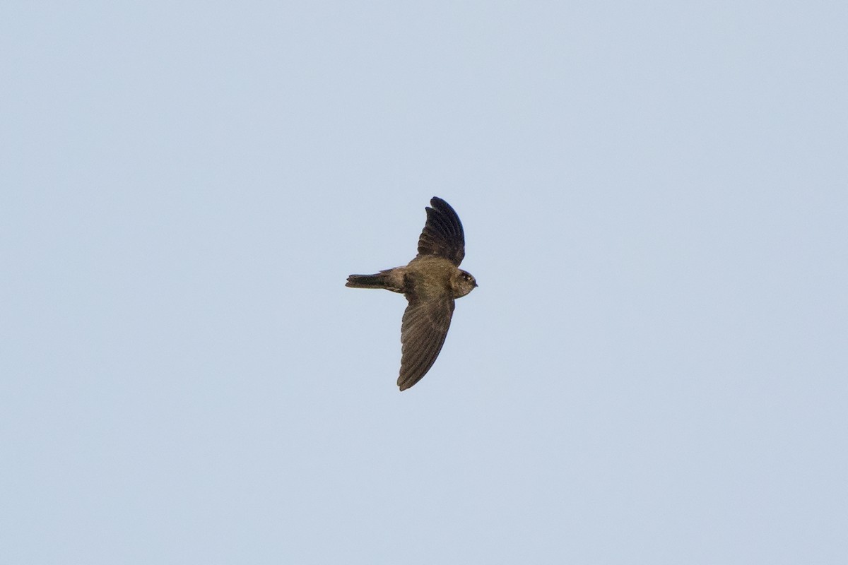 Germain's Swiftlet - ML127951531