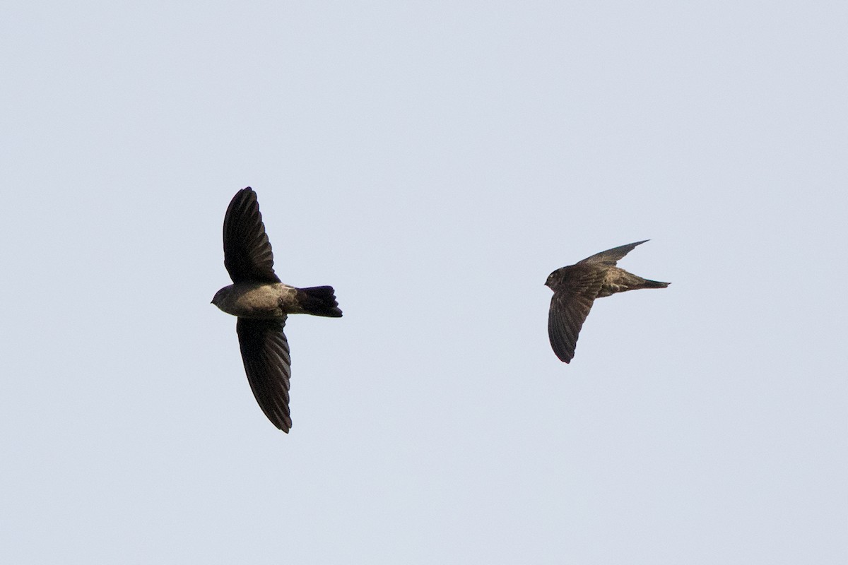 Germain's Swiftlet - ML127951541