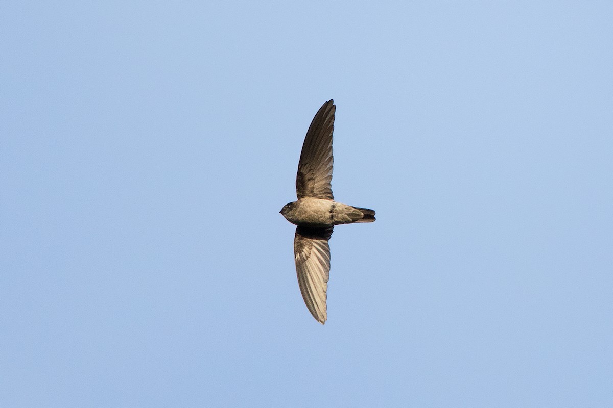 Germain's Swiftlet - ML127951551