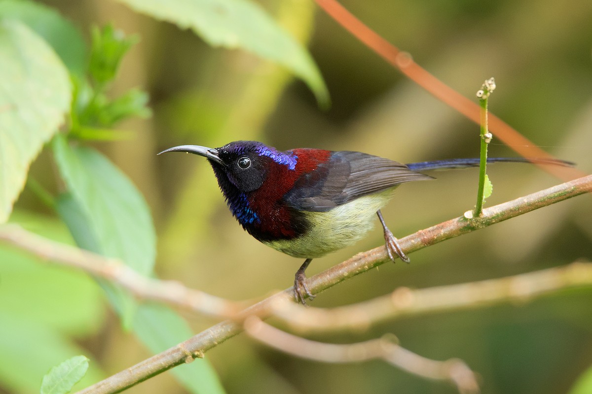 Black-throated Sunbird - ML127951621