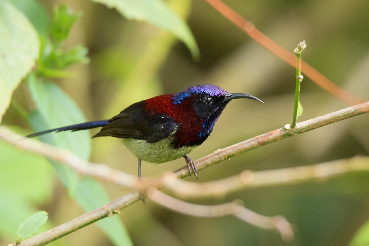 Black-throated Sunbird - Ayuwat Jearwattanakanok