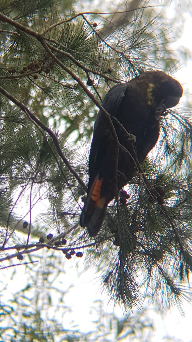 Glossy Black-Cockatoo - ML127952411