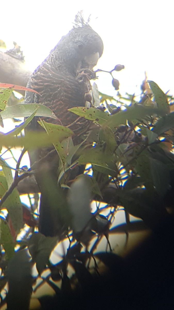 Gang-gang Cockatoo - ML127952651