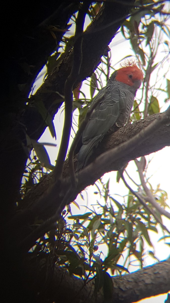 Gang-gang Cockatoo - ML127952661