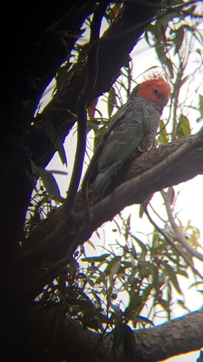 Gang-gang Cockatoo - ML127952661