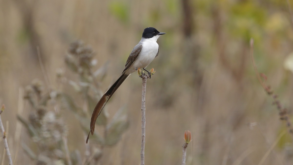 Fork-tailed Flycatcher - ML127954511