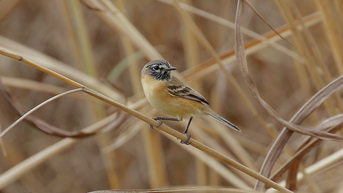 Bearded Tachuri - ML127954941