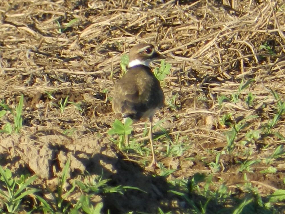 Killdeer - ML127955701