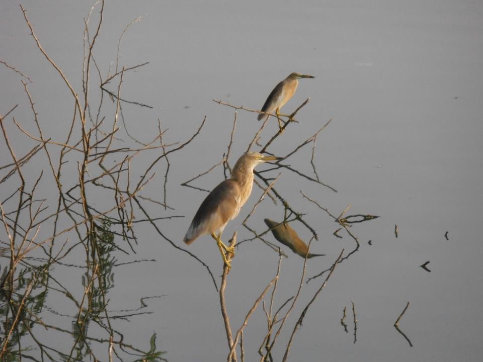 Indian Pond-Heron - ML127956661