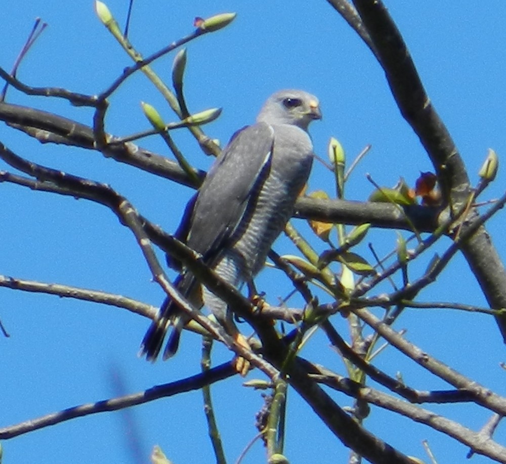 Gray Hawk - ML127956771