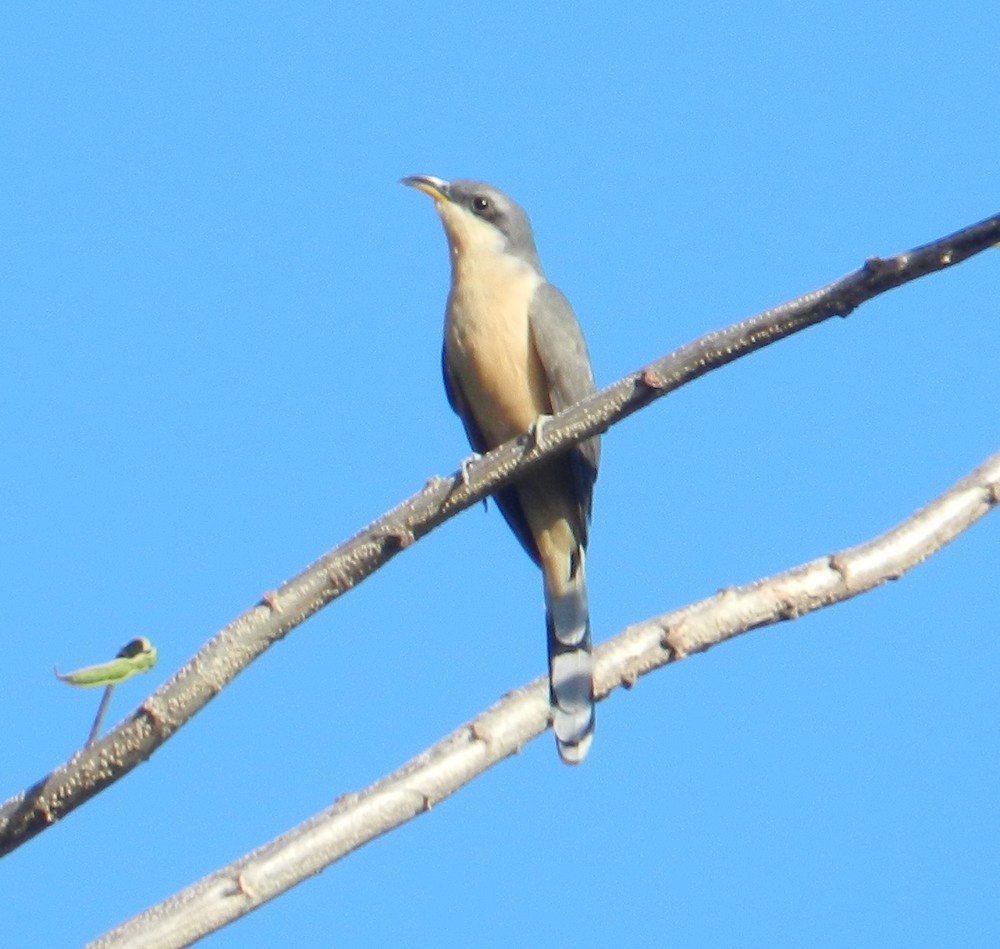 Mangrove Cuckoo - ML127957681