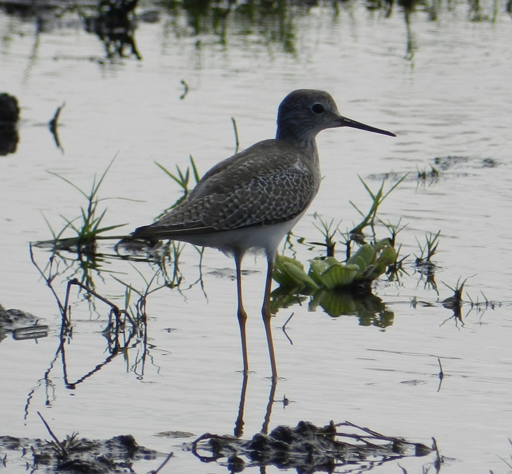 Lesser Yellowlegs - ML127957781