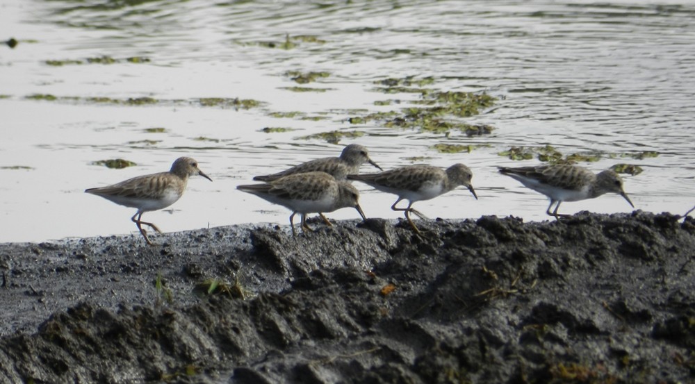 Least Sandpiper - Orlando Jarquín