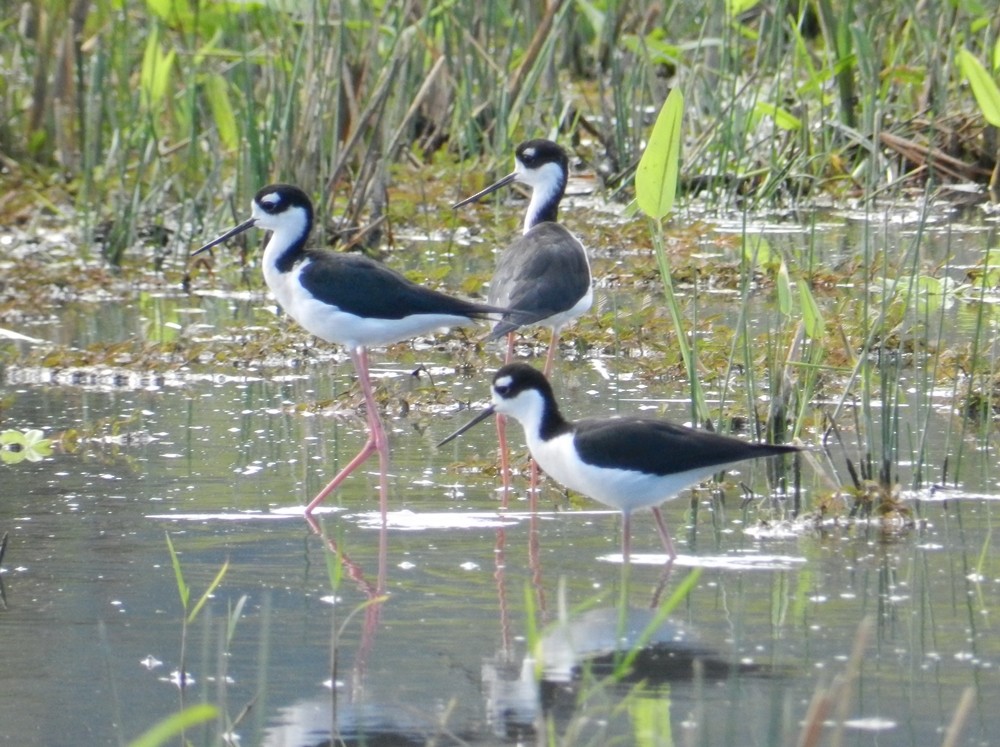 Black-necked Stilt - ML127957931