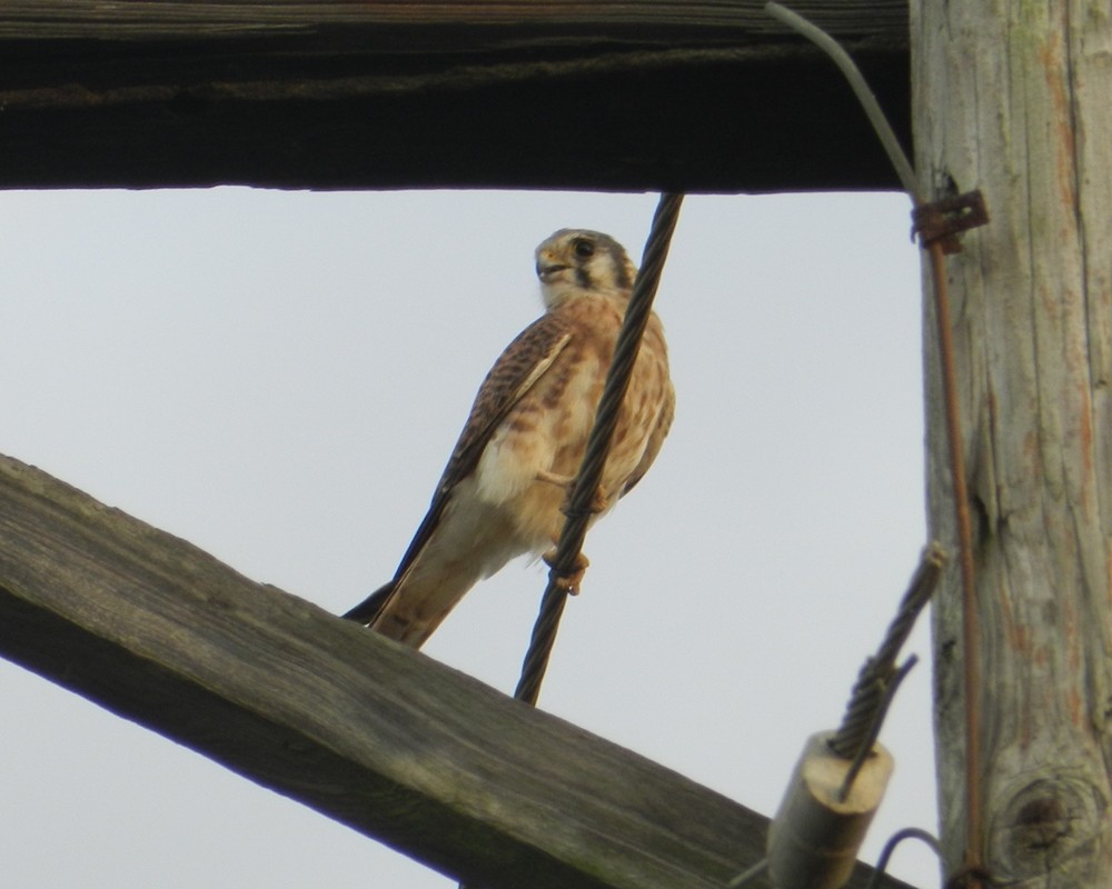 American Kestrel - ML127957991