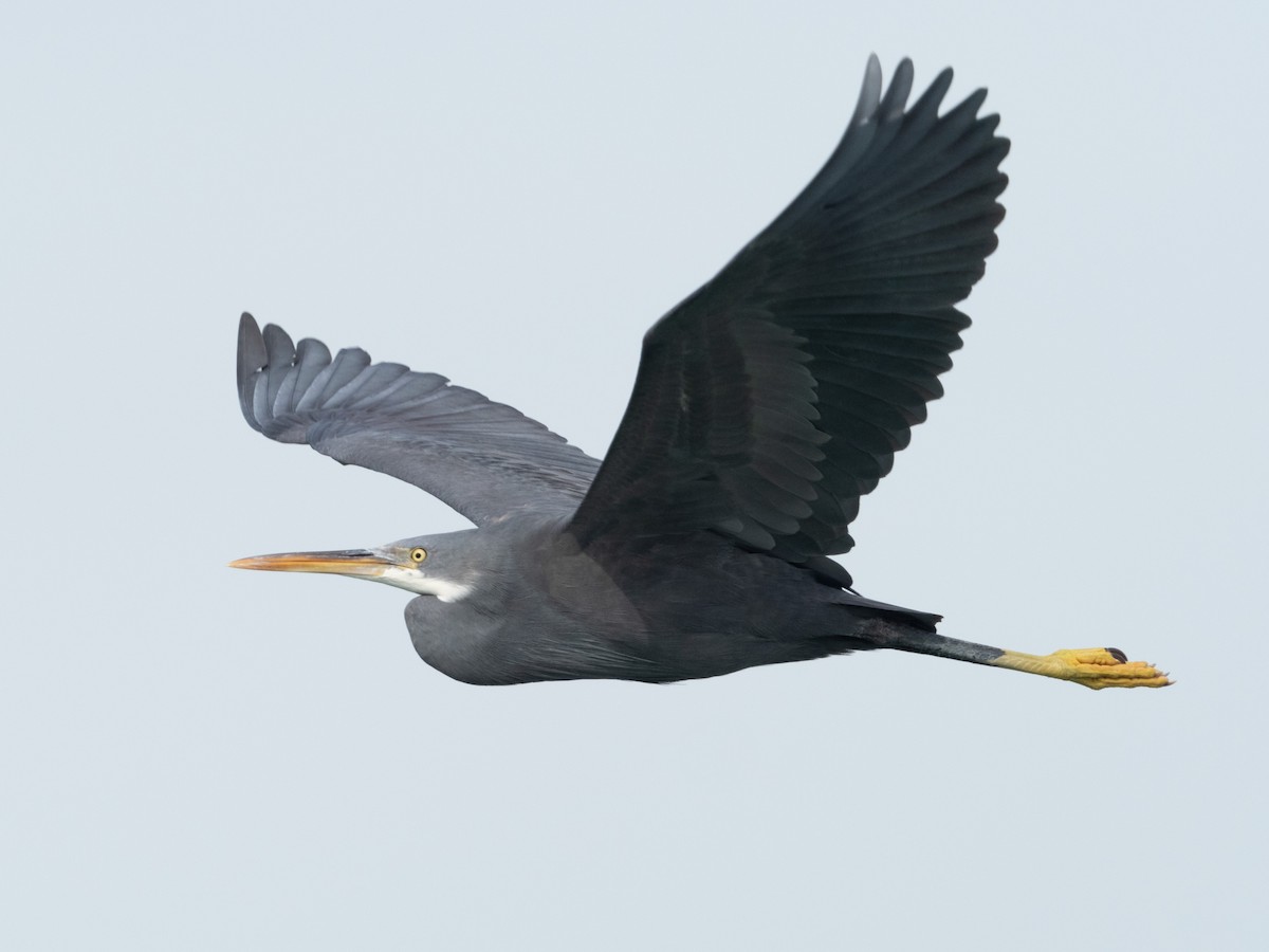 Western Reef-Heron - William Stephens