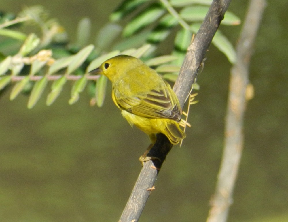 Yellow Warbler - ML127962741