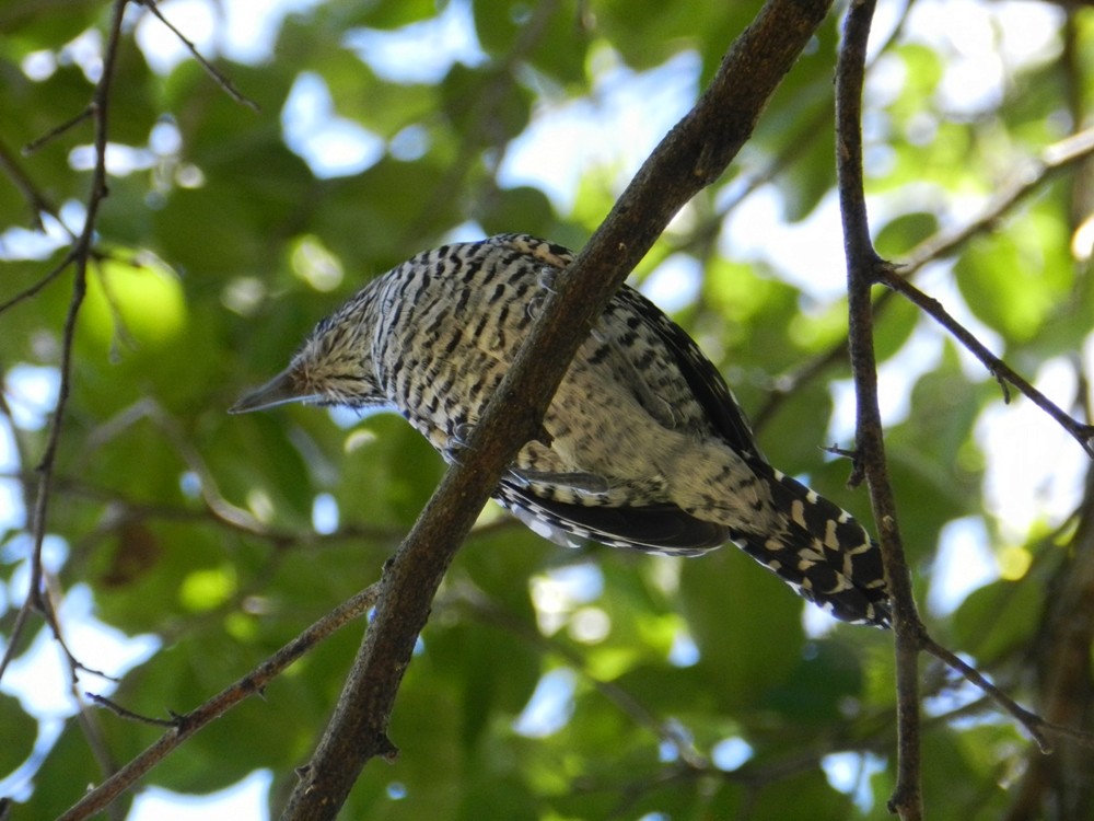 Barred Antshrike - ML127963131