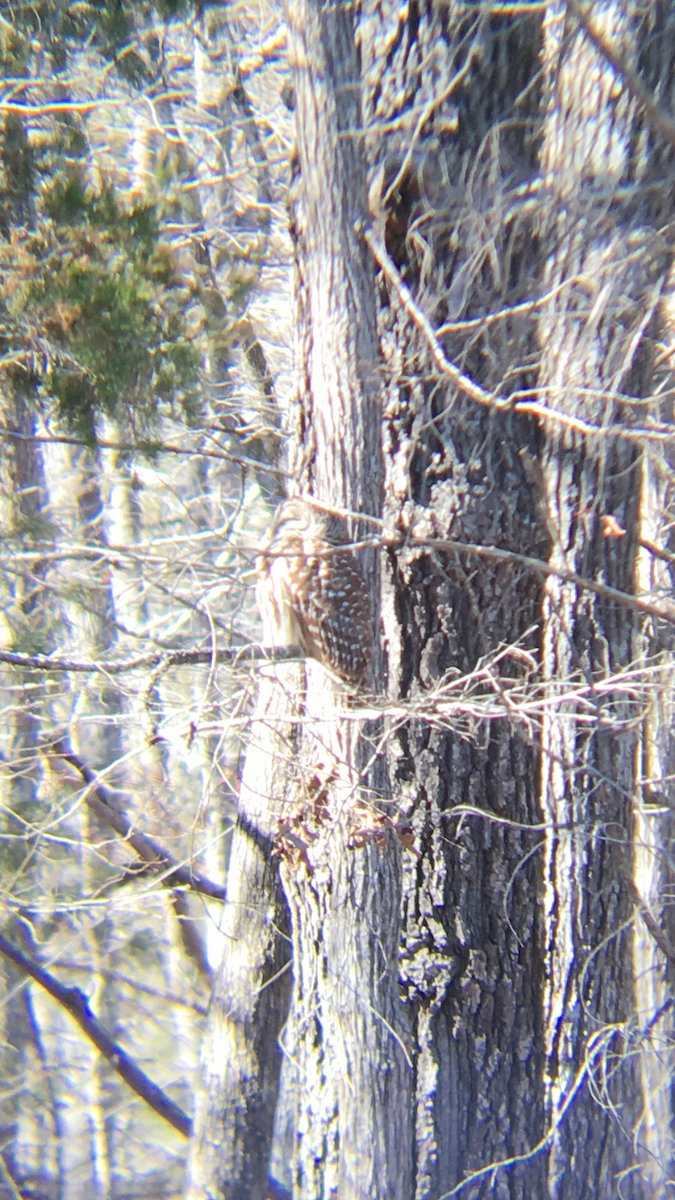 Barred Owl - ML127963161