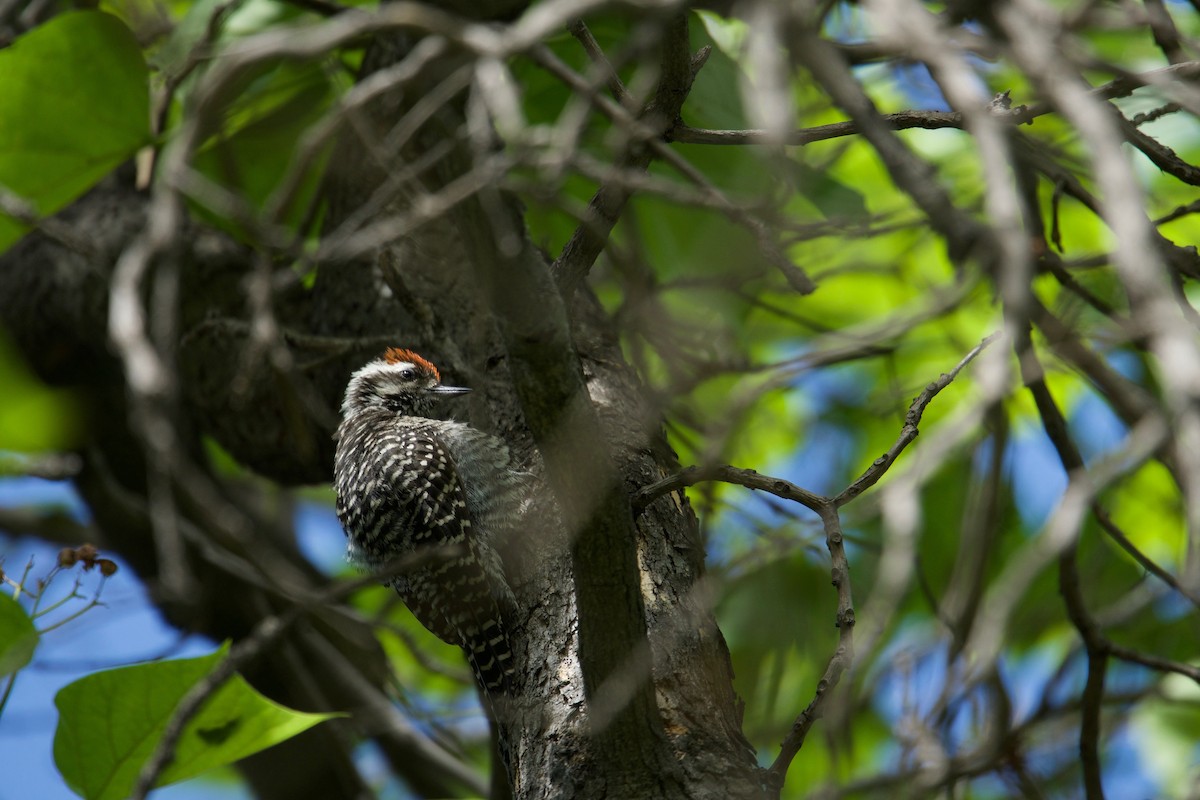 Striped Woodpecker - ML127963311