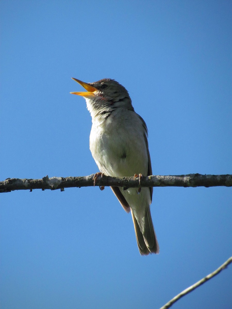 Blyth's Reed Warbler - Anonymous