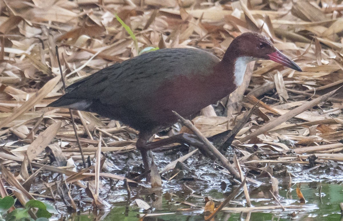 White-throated Rail - ML127964691