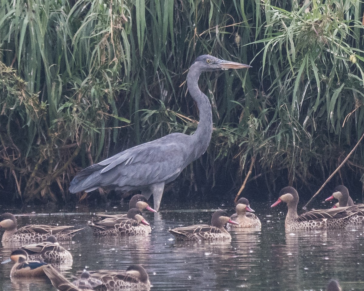 Humblot's Heron - ML127964751