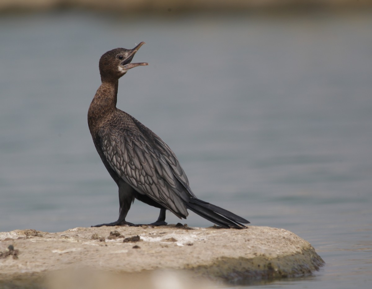 Little Cormorant - ML127964941