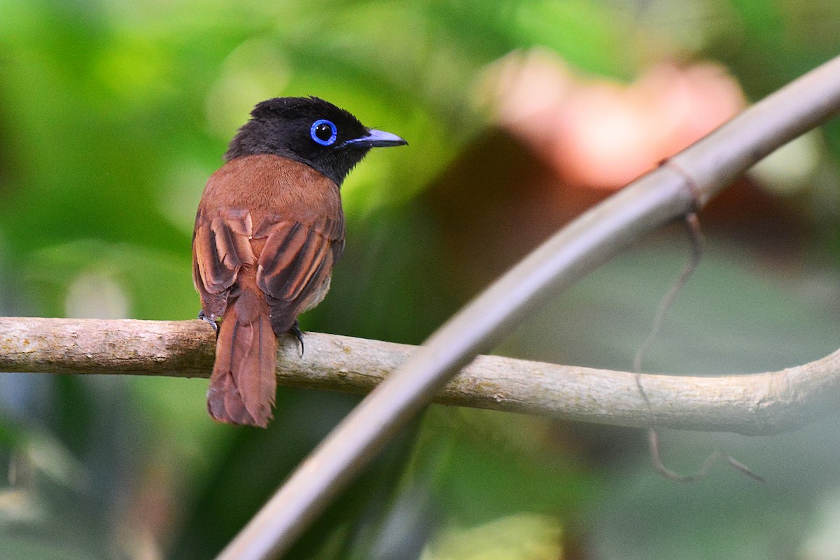 Black Paradise-Flycatcher - ML127965511